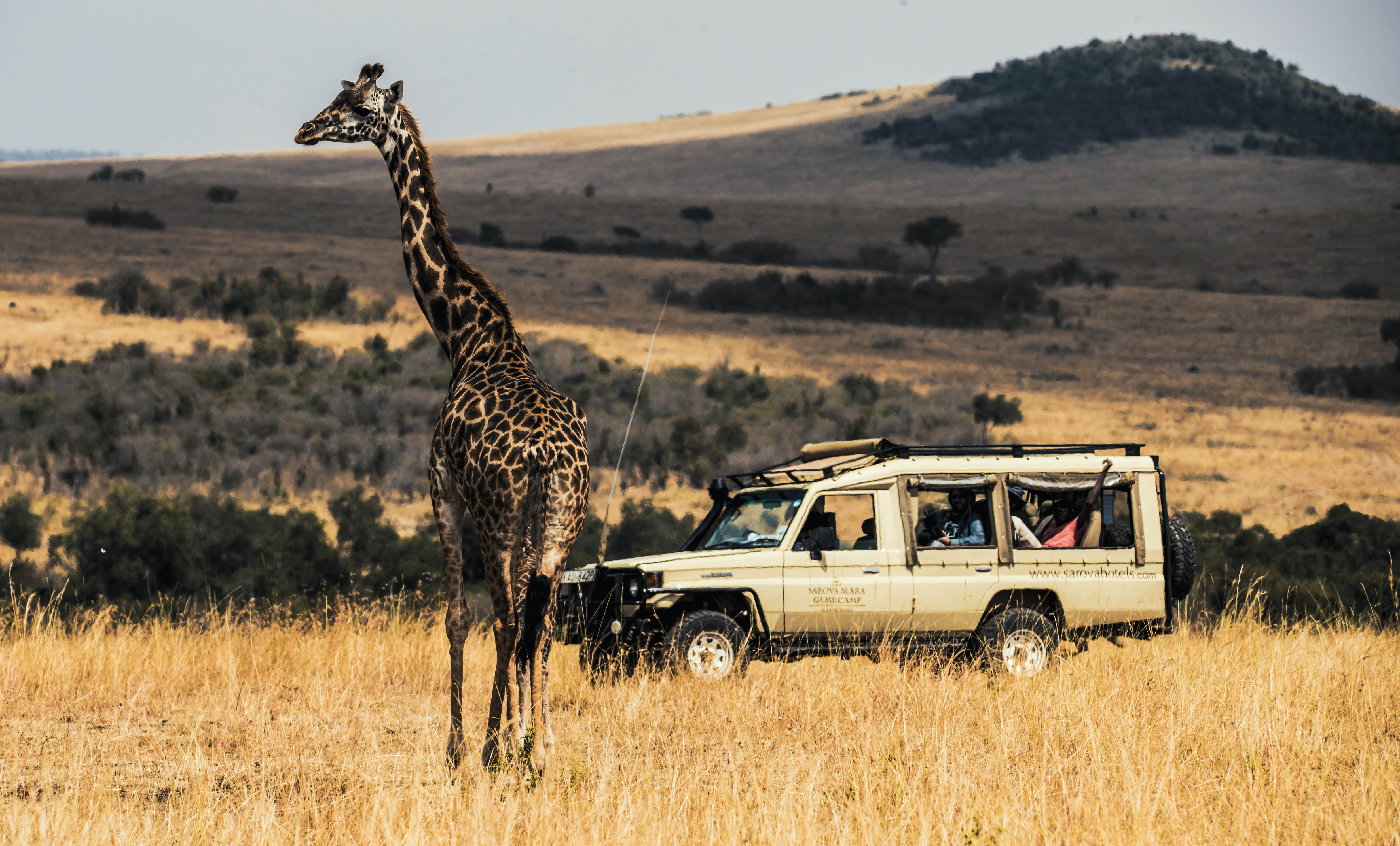 Safari experience