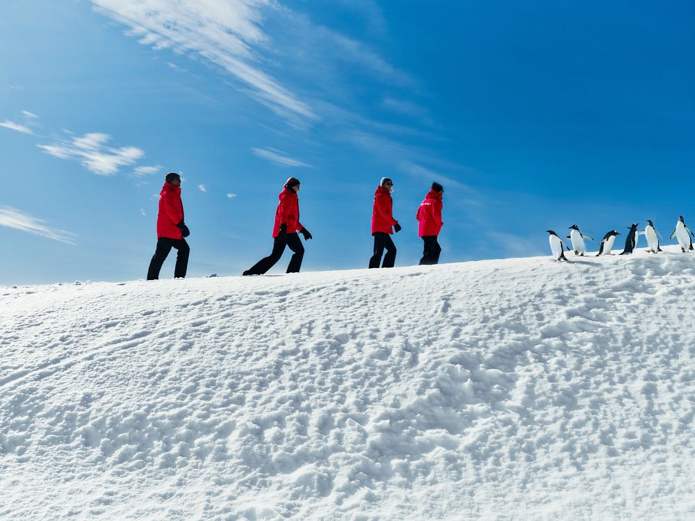 group trekking in the snow with penguins