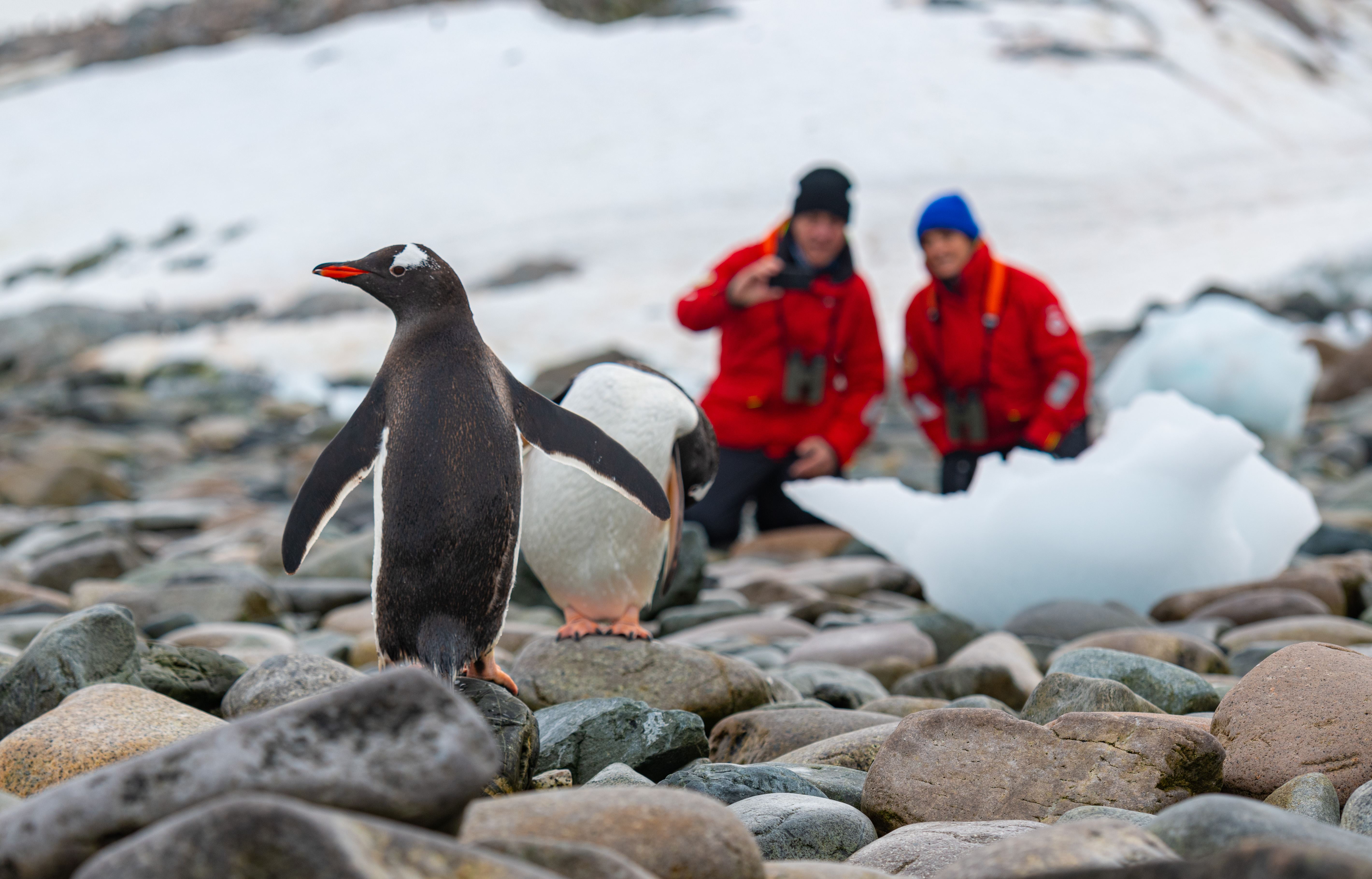 couple viewing penguins